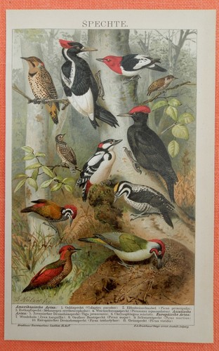 Spechte picidae goldspecht - ,