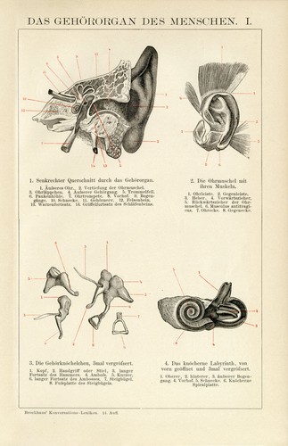 Gehör mensch anatomie ohr - gehör,