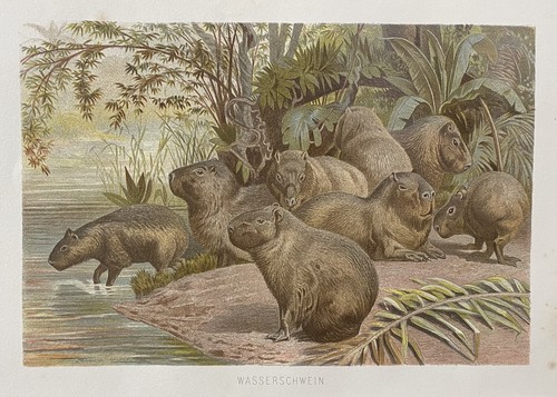 Originalgrafik fauna capybara - fauna:,