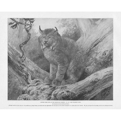 Der kanadische luchs - der,